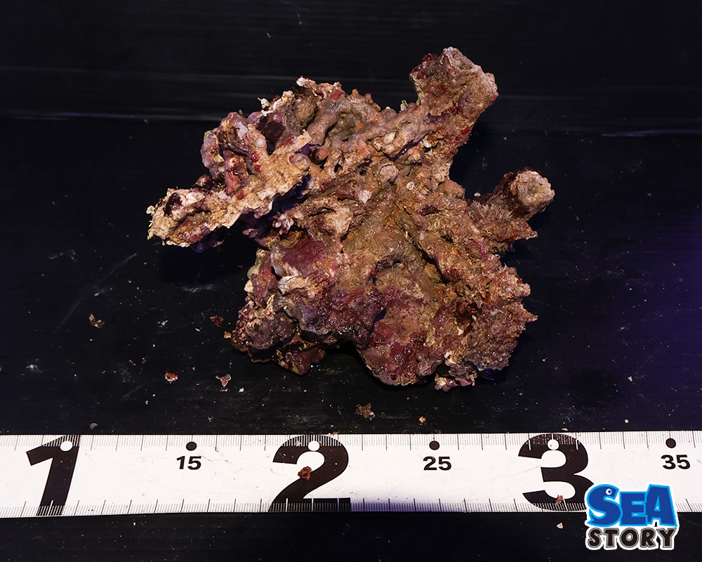 ライブロック68