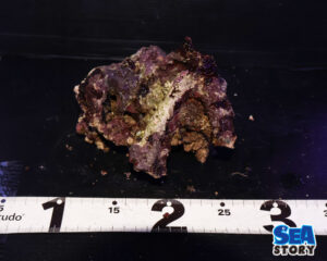 ライブロック68