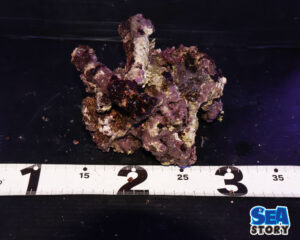 ライブロック68