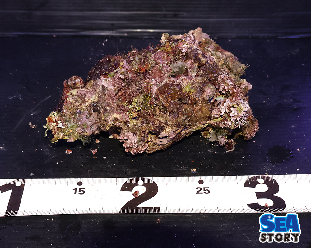 ライブロック70