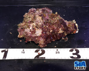 ライブロック70