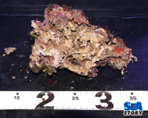 ライブロック70