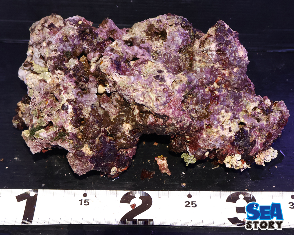 ライブロック71