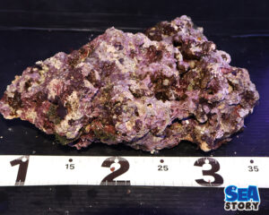 ライブロック71