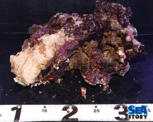 ライブロック71