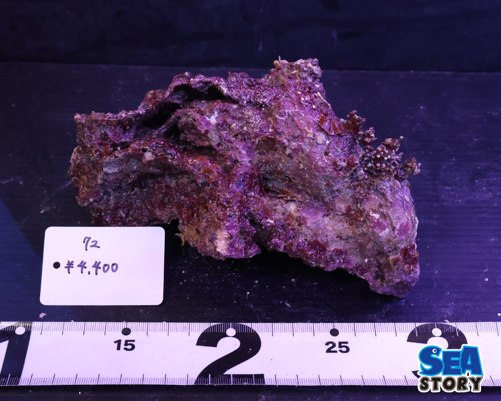 ライブロック72