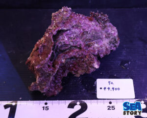 ライブロック72