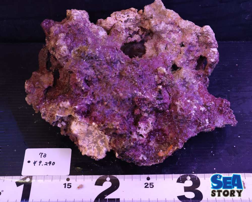 ライブロック73