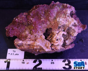 ライブロック73