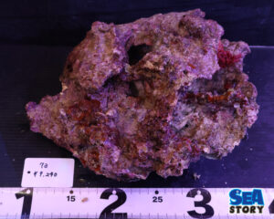 ライブロック73