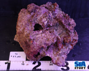 ライブロック73