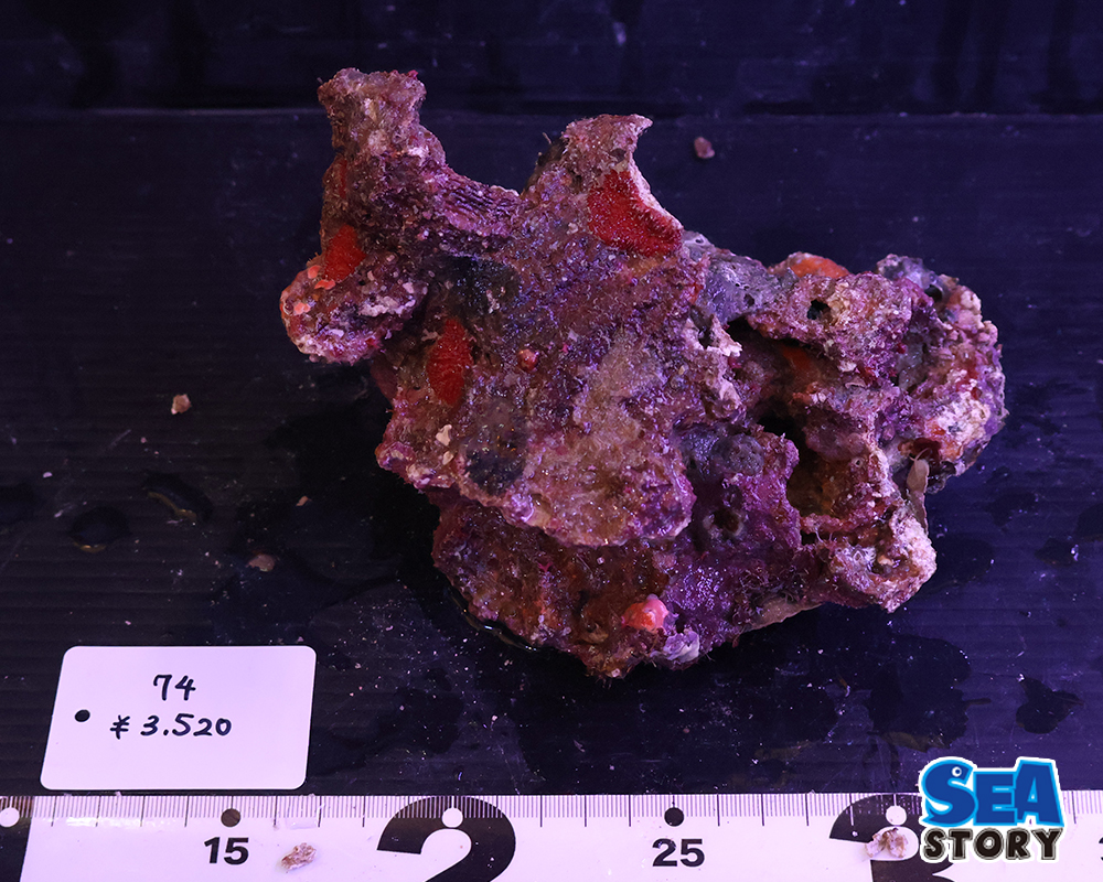 ライブロック74