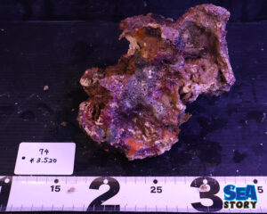 ライブロック74