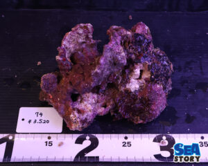 ライブロック74