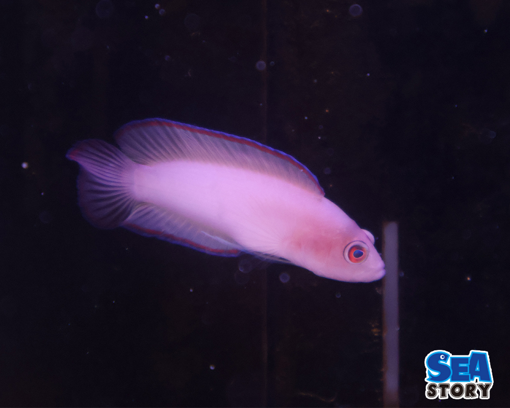 リングアイドティーバック