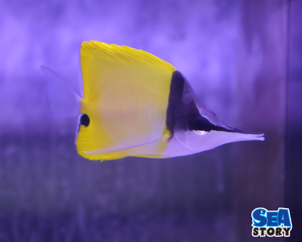 フエヤッコダイ