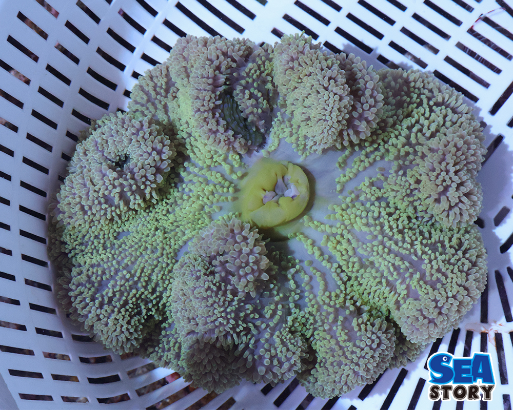 ハタゴイソギンチャク1