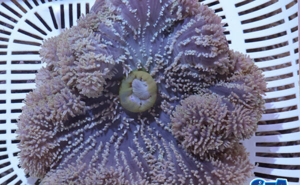 ハタゴイソギンチャク2