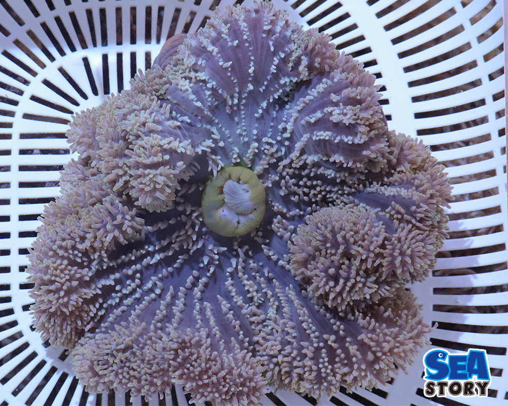 ハタゴイソギンチャク2