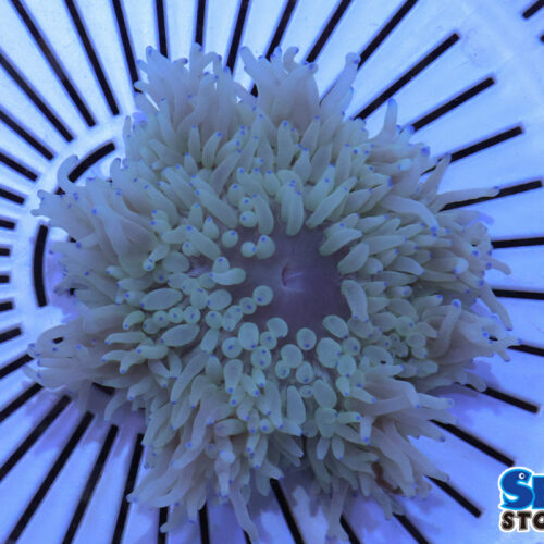 シライトイソギンチャク