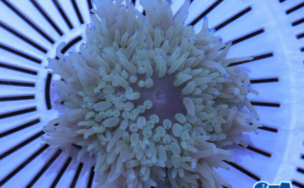 シライトイソギンチャク