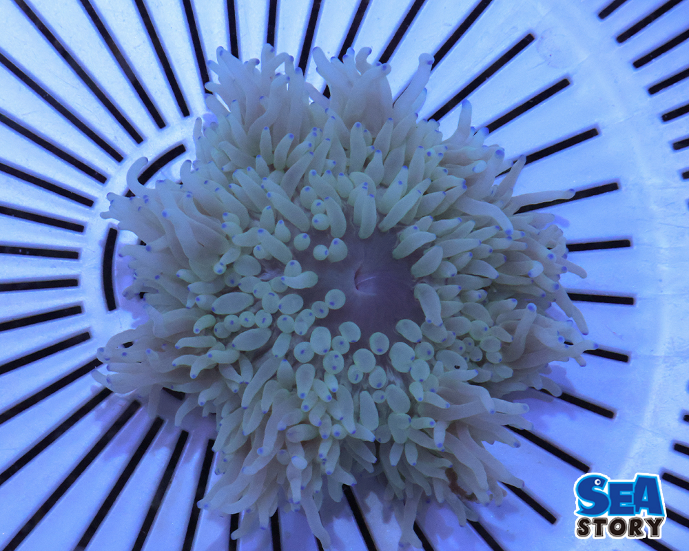 シライトイソギンチャク