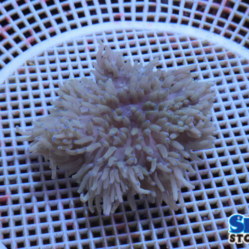 シライトイソギンチャク