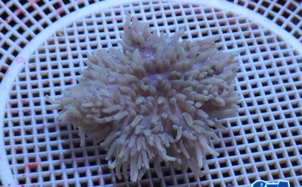 シライトイソギンチャク