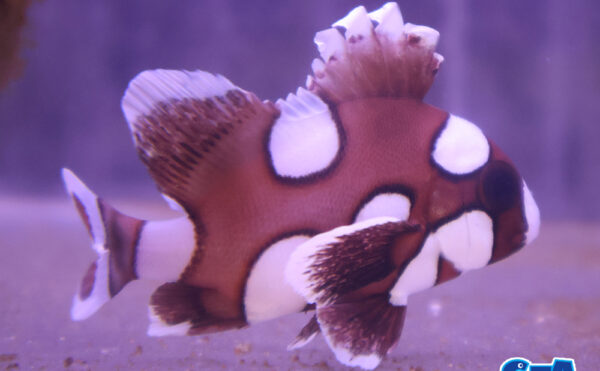チョウチョウコショウダイ