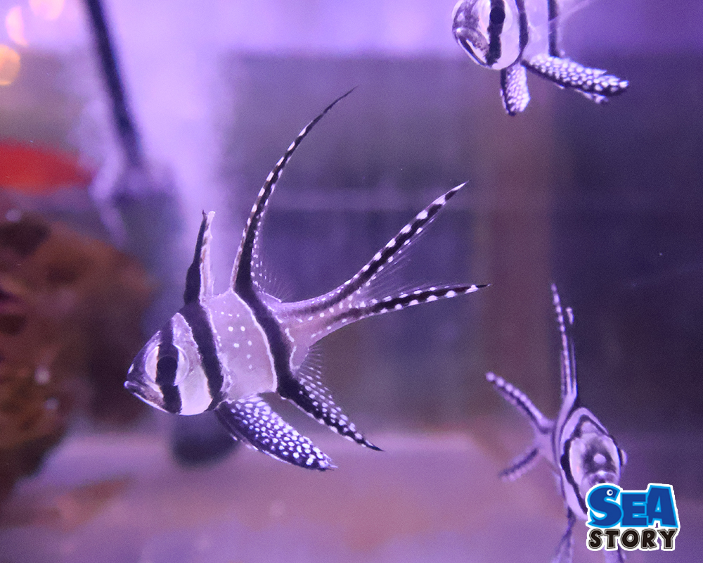 プテラポゴンカウデルニー