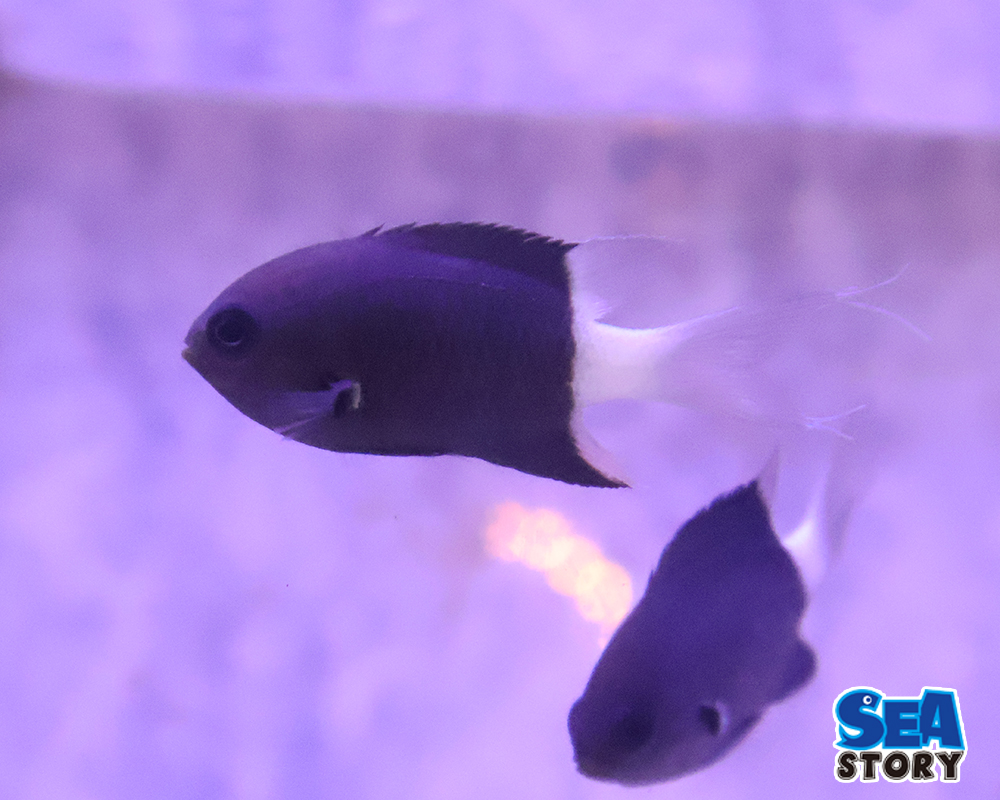 シコクスズメダイ