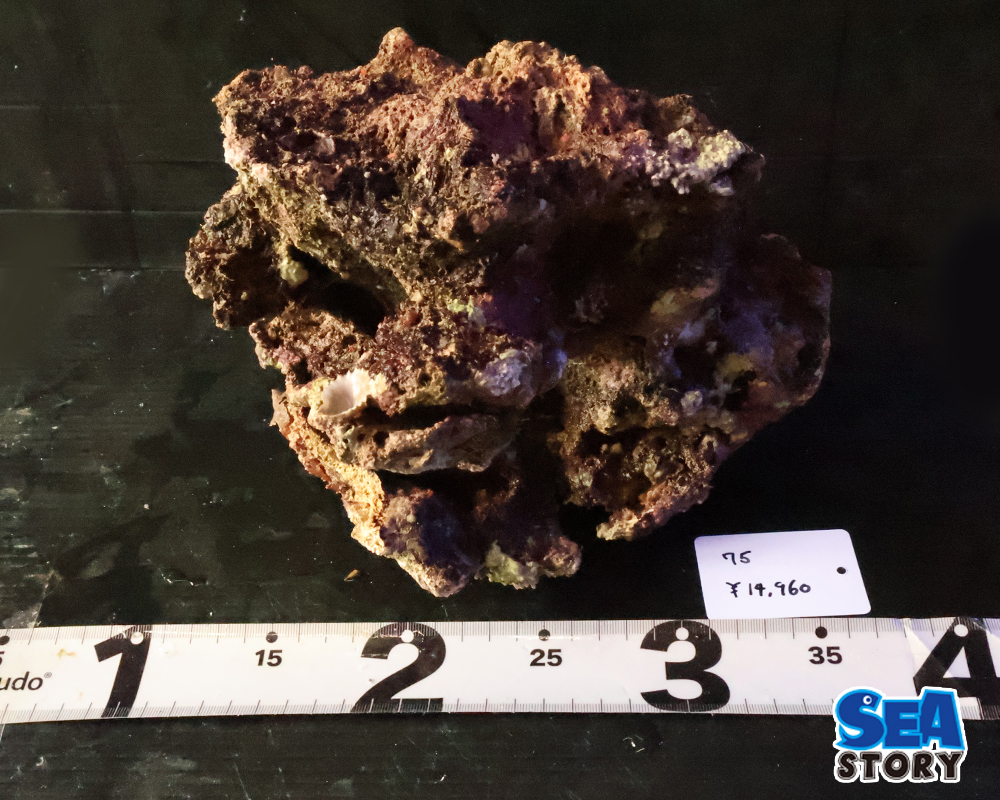ライブロック75