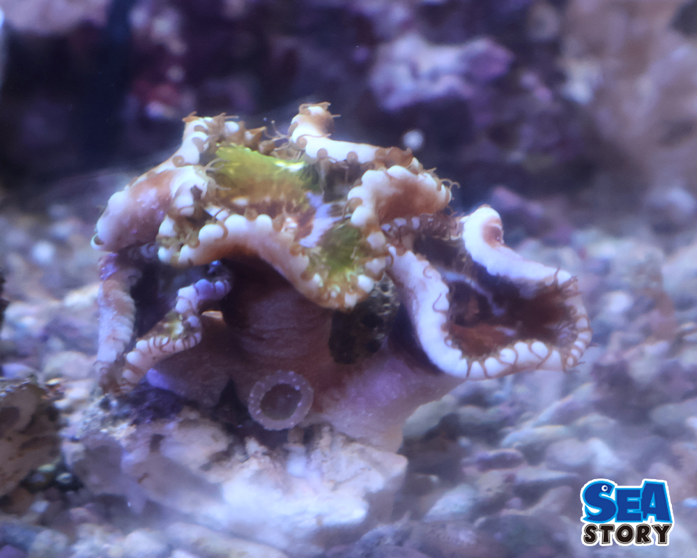 20260609Sun-Zoanthid01