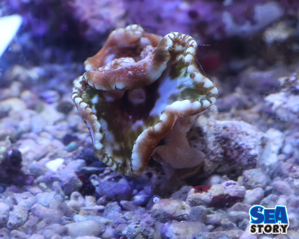 20260609_Sun_Zoanthid03